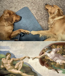 The creation of good boi
