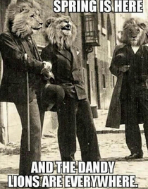 The dandiest of lions