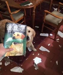 The dog is a master of irony