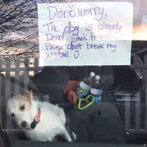 the dog is already dead please dont break my window 