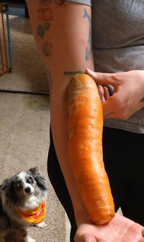The dog knows where that carrots been