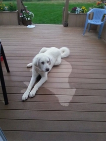 The dog slept through the rain and left an imprint on the deck