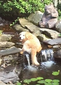 The dog thought she could get away with a dip in the pond