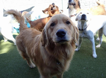 The doggie daycare sent us a pic of our golden retriever to let us know how he was doing Hes not the one in front