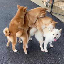 The Doggo Centipede