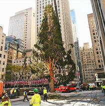 The  effect The Rockefeller Center Christmas tree arrived Its been a rough year