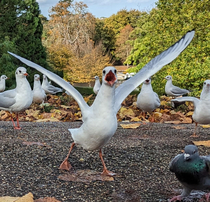 The elegant British seagull in all its glory 