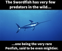The elusive Penfish