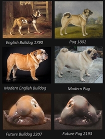 The Evolution Of Doggos