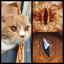 The Eye of SauCatron