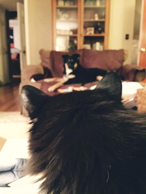 The first night my new adopted dog came home This stare off between my kitten and Ryder lasted for almost  hours