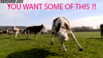 The first thing I sent to my dad when I found out he was in hospital after being trampled by cows
