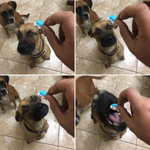 The four stages of my dog getting a treat