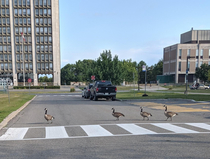 The Geatles Abbey Road