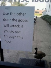 the goose