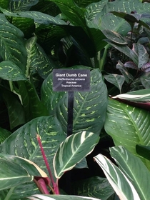 The guy who named this plant must have been having a bad day
