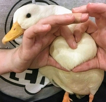 The guys are going quackers over my titty heart SFW