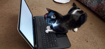 The hacker cat