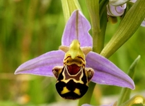 The Happiest Orchid In The World from pics
