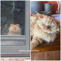 The infamous Plotting To Kill cat then  and now  Bhikku aka Mr Beaks definitely looks like he still wants me dead - but despite his looks he is actually one of the sweetest cats ever