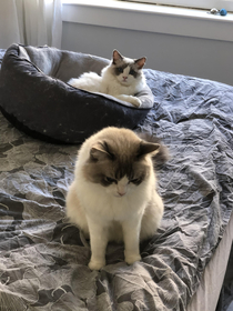 The kitten has commandeered the bed