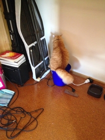 The kitty litter bag broke so I put it in a bucket I think the cat got confused