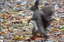 The ladies man squirrel going on his first date
