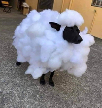 The landlord said no dogs but they said sheep are okay so