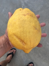 The lemon from my back yard has me beat