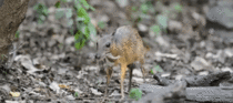 The Lesser Mouse Deer