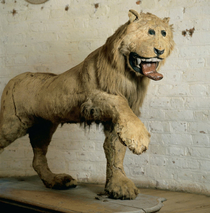 The Lion of Gripsholm Castle a poorly taxidermied lion from th century Sweden