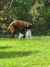 The look of abject terror on this cats face