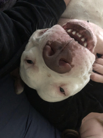 The look on my dogs face