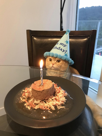 The look on this cats face as it celebrates its st birthday