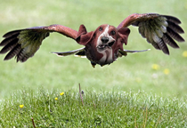 The majestic Basset Hawk