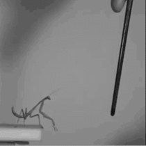 The mantis pole dancer