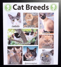 The many breeds of cats