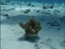 The Mimic Octopus running along the ocean floor