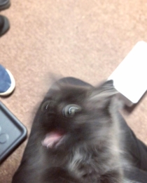 The moment you open a can of wet food