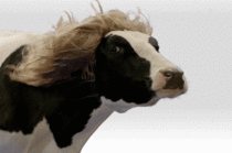 The most beautiful cow in the world