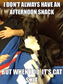 The most interesting dog in the world