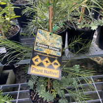 The name of this Wattle made me giggle