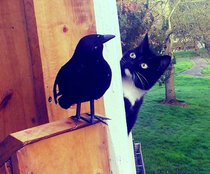 The neighbors cat curious about our fake raven
