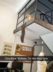The new lion king live action looks unreal