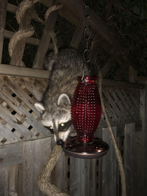 The nocturnal hummingbirds of Toronto