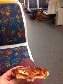 The one and only time I see a dog on the train