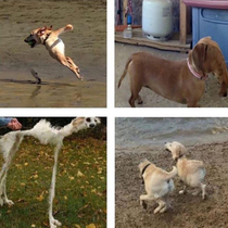 The panorama dogs