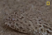 The Peringueys Adder camouflage