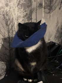 The PhanTomCat of the Opera