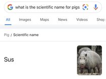 The pig is sus